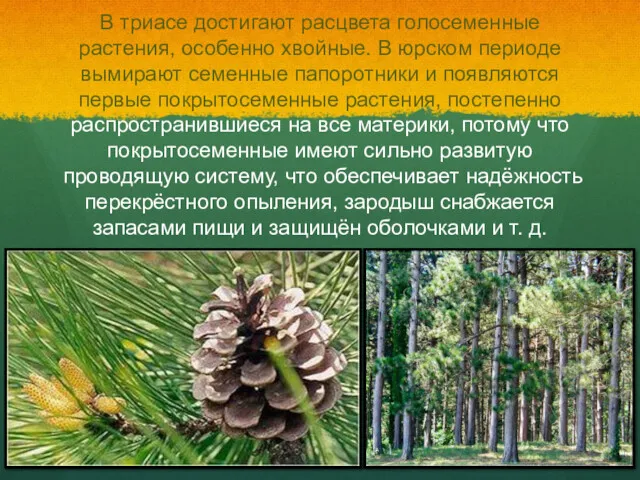 В триасе достигают расцвета голосеменные растения, особенно хвойные. В юрском