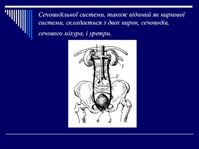 Сечовидільної системи, також відомий як ниркової системи, складається з двох нирок, сечоводів, сечового міхура, і уретри.