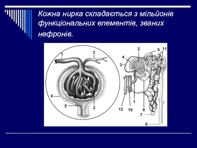 Кожна нирка складається з мільйонів функціональних елементів, званих нефронів.