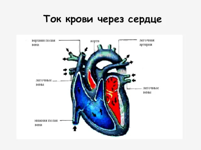 Ток крови через сердце