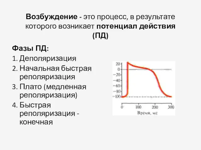 Возбуждение - это процесс, в результате которого возникает потенциал действия