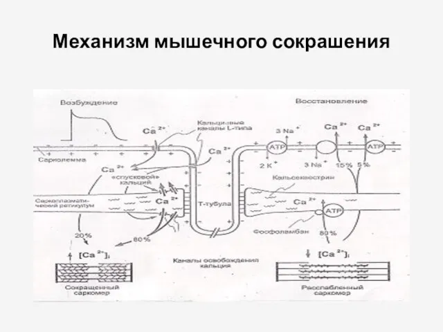 Механизм мышечного сокрашения