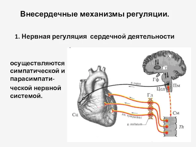 Внесердечные механизмы регуляции. 1. Нервная регуляция сердечной деятельности осуществляются симпатической и парасимпати- ческой нервной системой.