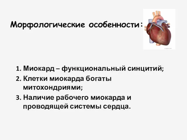 Морфологические особенности: 1. Миокард – функциональный синцитий; 2. Клетки миокарда