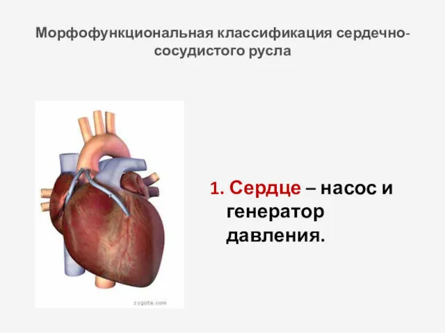 Морфофункциональная классификация сердечно-сосудистого русла 1. Сердце – насос и генератор давления.