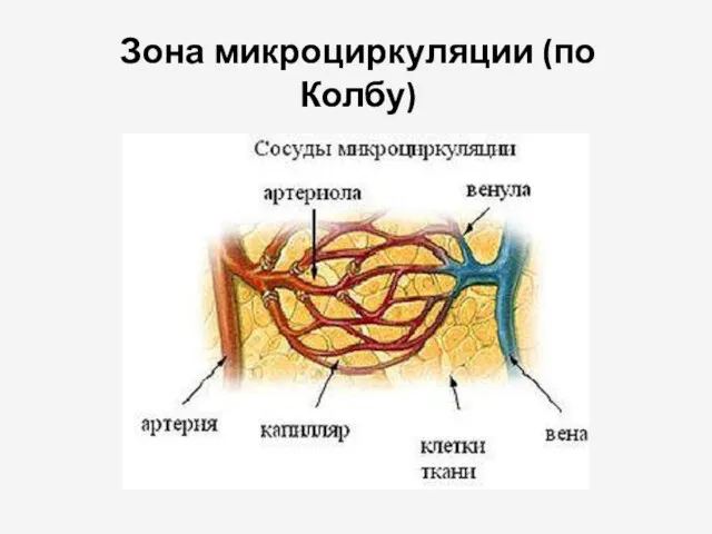 Зона микроциркуляции (по Колбу)