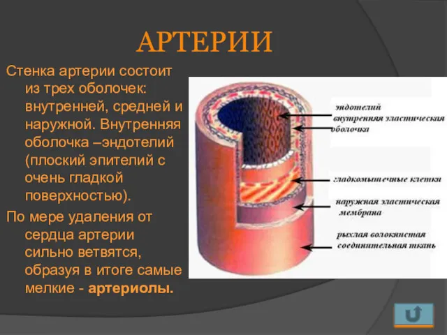 АРТЕРИИ Стенка артерии состоит из трех оболочек: внутренней, средней и