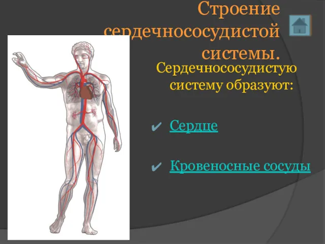 Строение сердечнососудистой системы. Сердечнососудистую систему образуют: Сердце Кровеносные сосуды