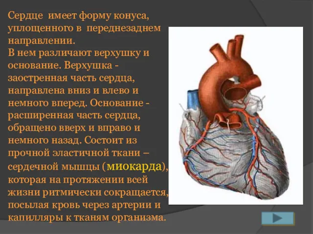 Сердце имеет форму конуса, уплощенного в переднезаднем направлении. В нем