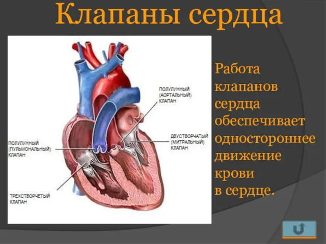 Клапаны сердца Работа клапанов сердца обеспечивает одностороннее движение крови в сердце.