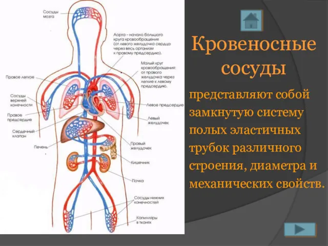 Кровеносные сосуды представляют собой замкнутую систему полых эластичных трубок различного строения, диаметра и механических свойств.