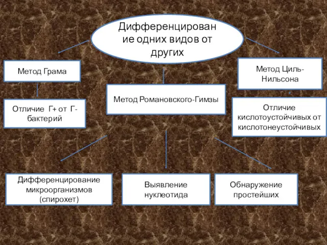 Дифференцирование одних видов от других Метод Грама Отличие Г+ от