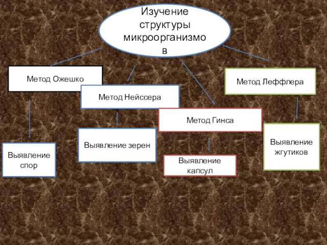 Изучение структуры микроорганизмов Метод Ожешко Метод Леффлера Метод Нейссера Метод