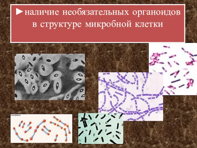 ►наличие необязательных органоидов в структуре микробной клетки