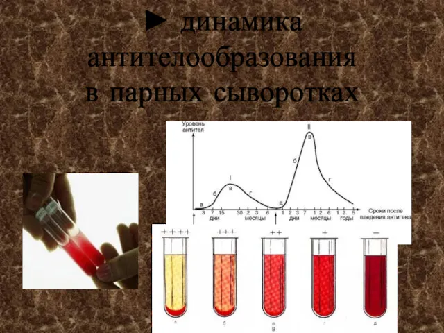 ► динамика антителообразования в парных сыворотках