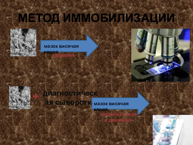 МЕТОД ИММОБИЛИЗАЦИИ мазок висячая капля движение диагностическая сыворотка + иммобилизация движения мазок висячая капля