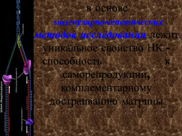 в основе молекулярно-генетических методов исследования лежит уникальное свойство НК - способность к саморепродукции, комплементарному достраиванию матрицы