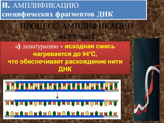 II. АМПЛИФИКАЦИЮ специфических фрагментов ДНК а) денатурацию - исходная смесь