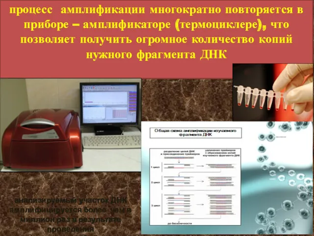 процесс амплификации многократно повторяется в приборе – амплификаторе (термоциклере), что