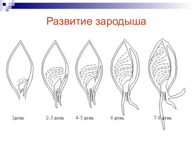 Развитие зародыша