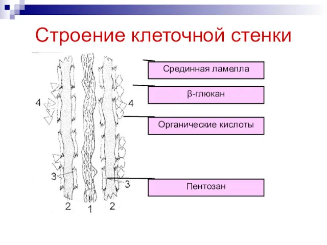 Строение клеточной стенки Срединная ламелла β-глюкан Пентозан Органические кислоты