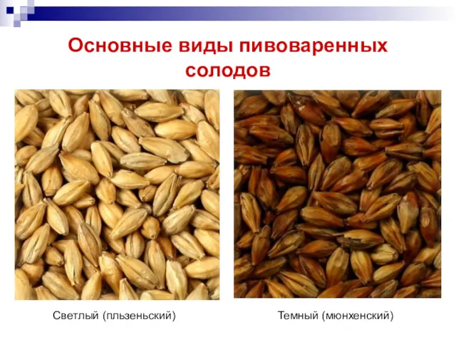 Основные виды пивоваренных солодов Светлый (пльзеньский) Темный (мюнхенский)