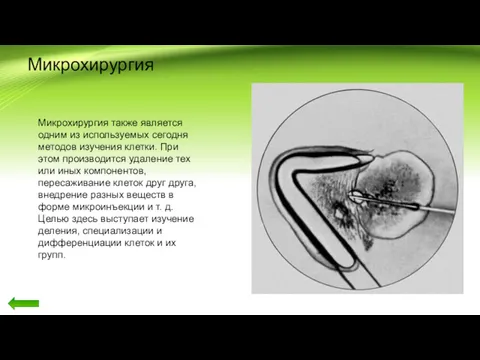 Микрохирургия Микрохирургия также является одним из используемых сегодня методов изучения
