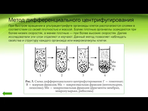 Метод дифференциального центрифугирования При быстром вращении в ультрацентрифуге органоиды клеток