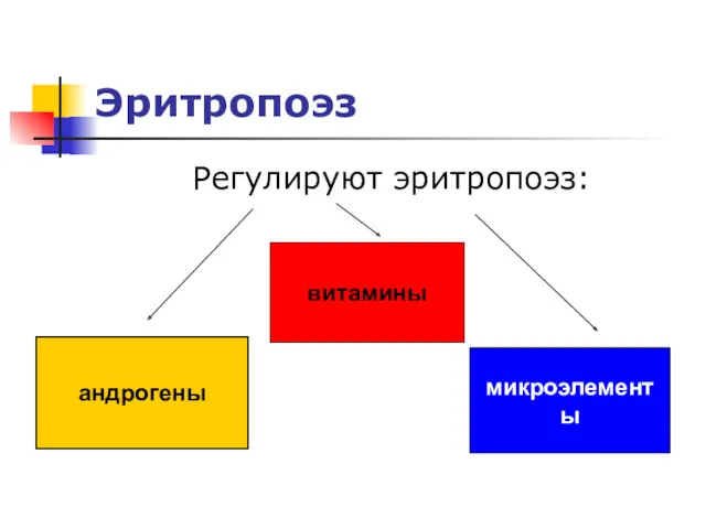 Эритропоэз Регулируют эритропоэз: андрогены витамины микроэлементы