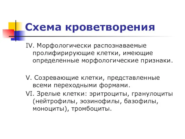 Схема кроветворения IV. Морфологически распознаваемые пролифирирующие клетки, имеющие определенные морфологические