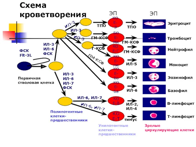 КОЕ-Э БОЕ- МК КОЕ-Г КОЕ- ГМ КОЕ- Ео КОЕ- Ба