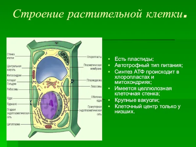 Строение растительной клетки. Есть пластиды; Автотрофный тип питания; Синтез АТФ