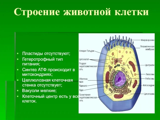 Строение животной клетки Пластиды отсутствуют; Гетеротрофный тип питания; Синтез АТФ