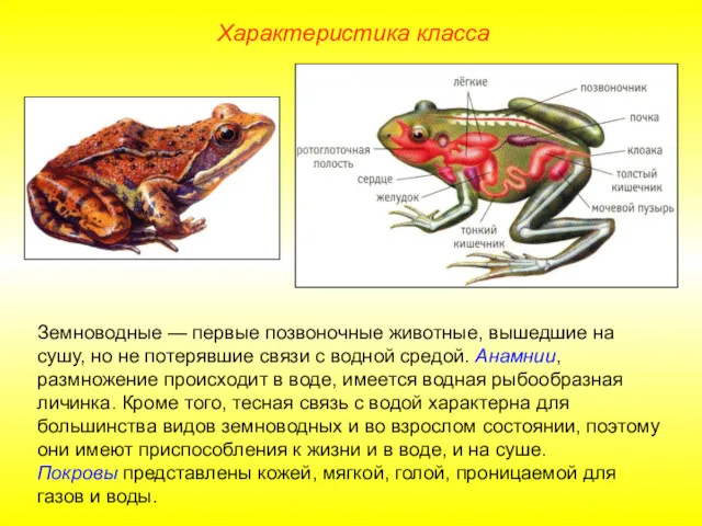 Характеристика класса Земноводные — первые позвоночные животные, вышедшие на сушу, но не потерявшие