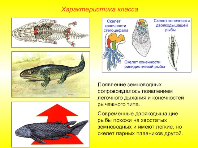 Характеристика класса Появление земноводных сопровождалось появлением легочного дыхания и конечностей рычажного типа. Современные