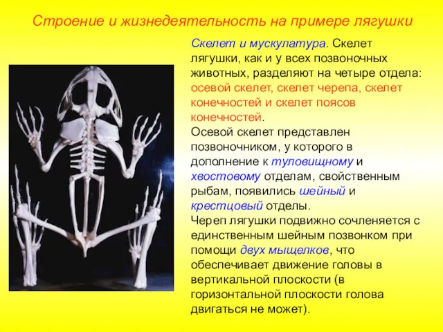 Строение и жизнедеятельность на примере лягушки Скелет и мускулатура. Скелет лягушки, как и