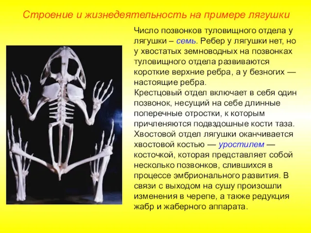 Число позвонков туловищного отдела у лягушки – семь. Ребер у лягушки нет, но