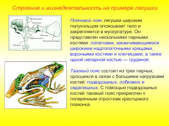 Плечевой пояс лягушки широким полукольцом опоясывает тело и закрепляется в мускулатуре. Он представлен