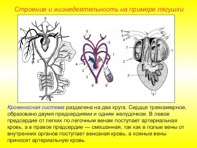 Кровеносная система разделена на два круга. Сердце трехкамерное, образовано двумя предсердиями и одним