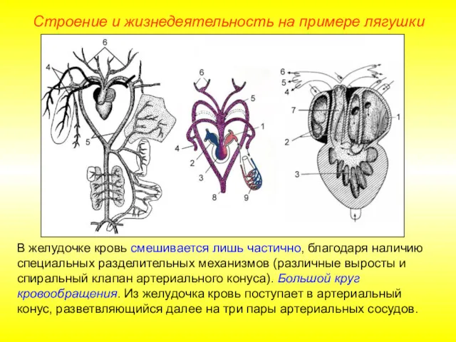 В желудочке кровь смешивается лишь частично, благодаря наличию специальных разделительных механизмов (различные выросты