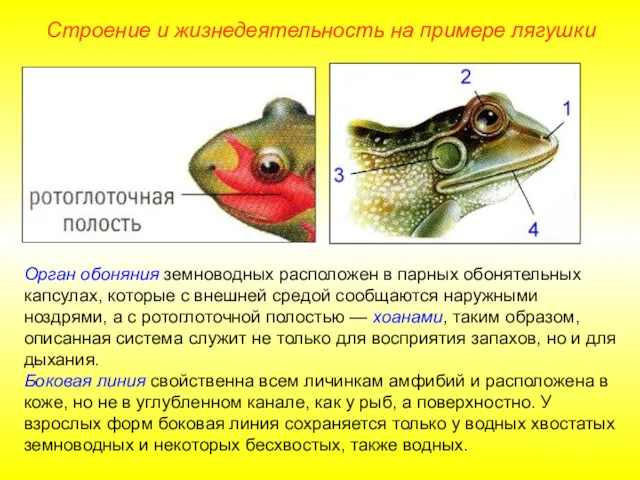 Орган обоняния земноводных расположен в парных обонятельных капсулах, которые с