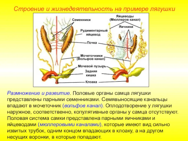 Размножение и развитие. Половые органы самца лягушки представлены парными семенниками. Семявыносящие канальцы впадают