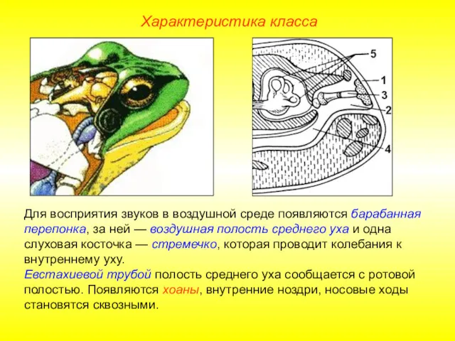 Характеристика класса Для восприятия звуков в воздушной среде появляются барабанная перепонка, за ней