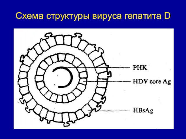 Схема структуры вируса гепатита D