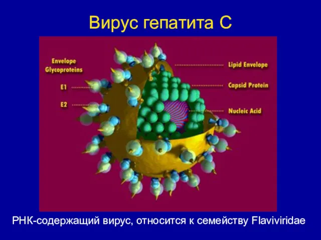 РНК-содержащий вирус, относится к семейству Flaviviridae Вирус гепатита С