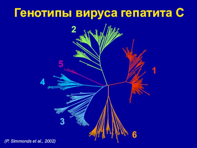 Генотипы вируса гепатита С (P. Simmonds et al., 2002)