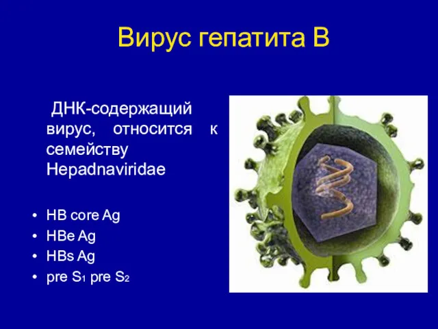 ДНК-содержащий вирус, относится к семейству Hepadnaviridae HB core Ag HBe Ag HBs Ag