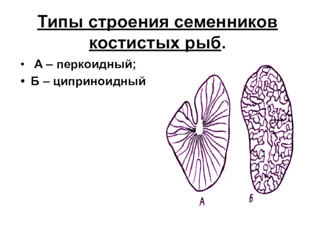 Типы строения семенников костистых рыб. А – перкоидный; Б – циприноидный