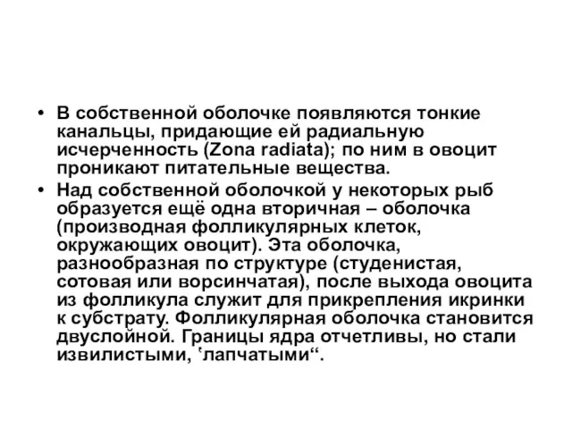 В собственной оболочке появляются тонкие канальцы, придающие ей радиальную исчерченность