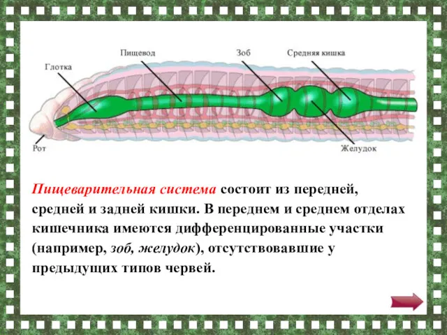 Пищеварительная система состоит из передней, средней и задней кишки. В